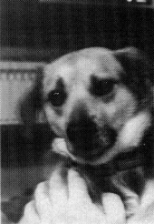 Foto Hondje